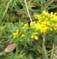 Image of Lady's Bedstraw