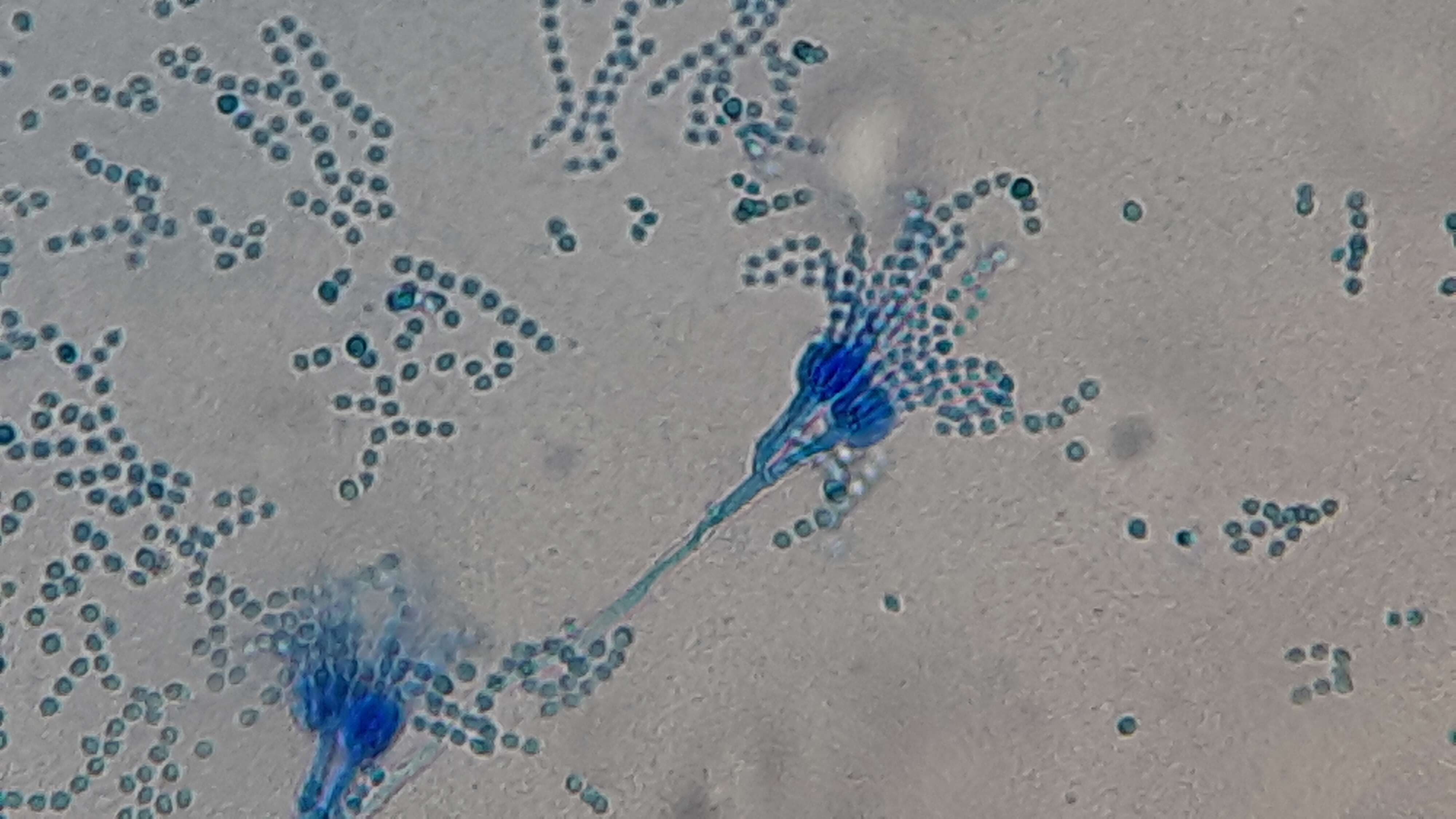 Image of Penicillium