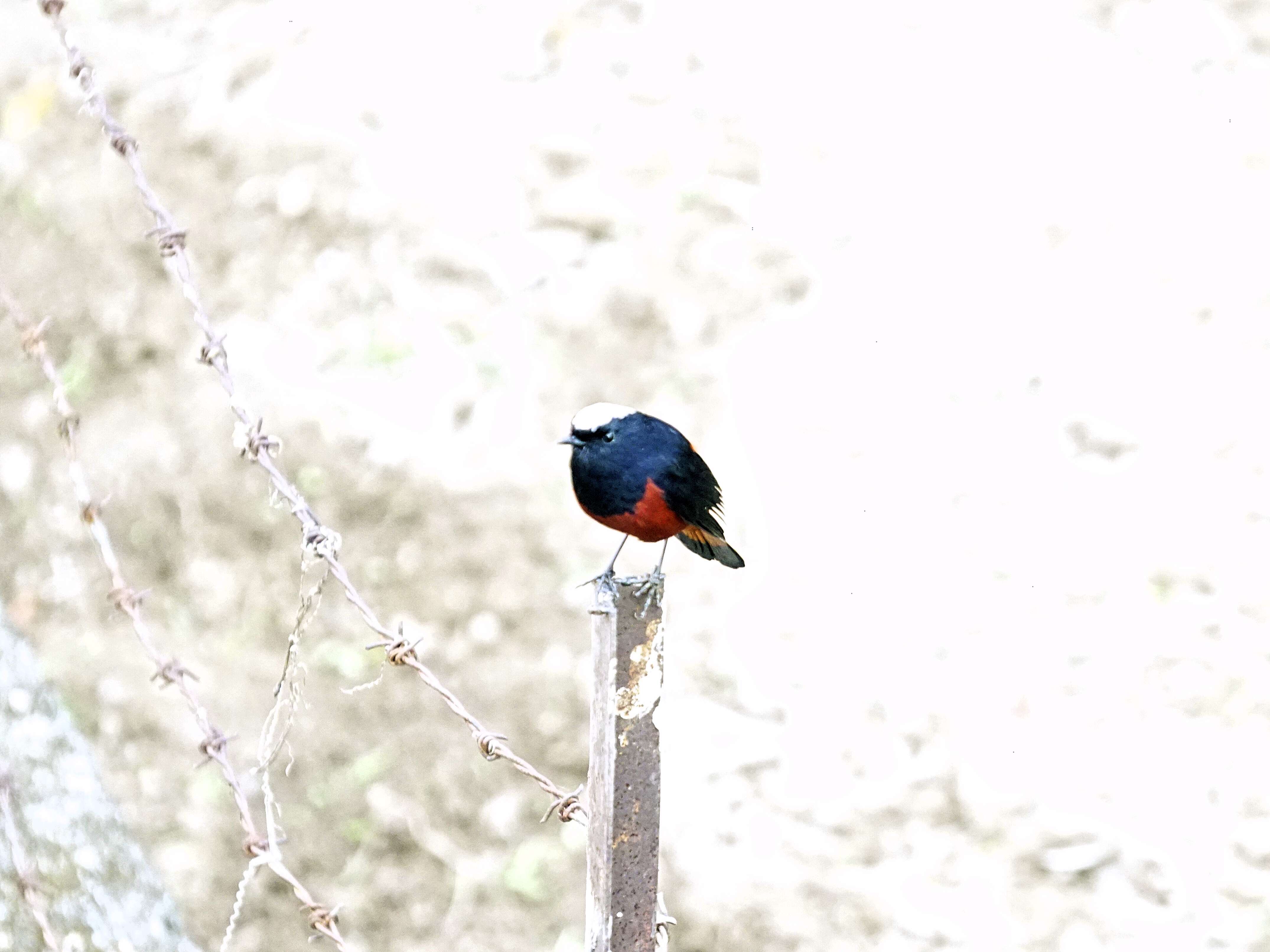 Image of White-capped Redstart