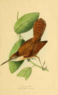 Image of Long-billed Wren