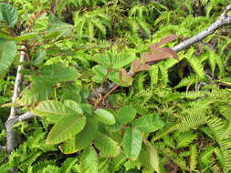 Sivun Rhus sandwicensis A. Gray kuva