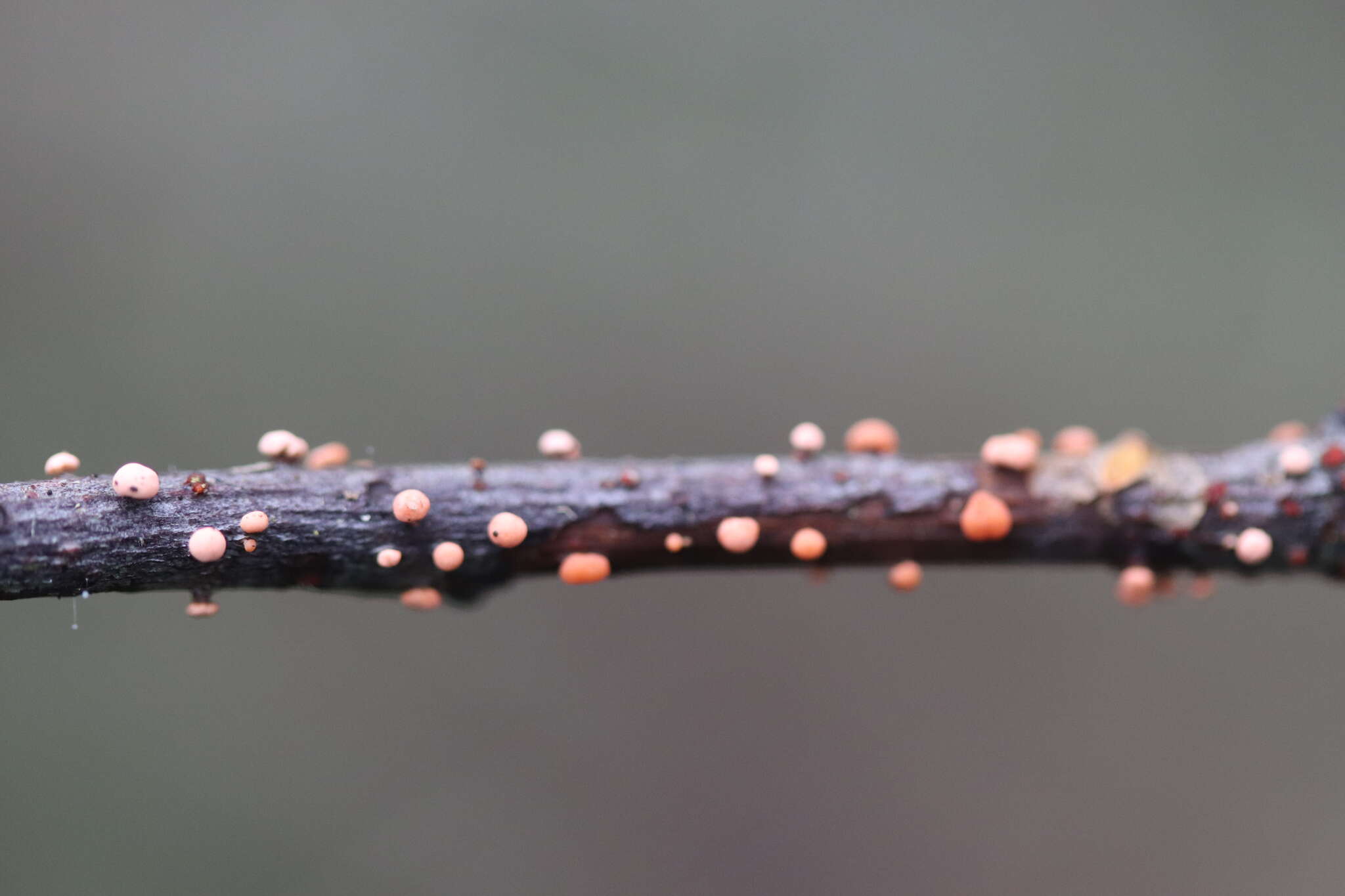 Image of Nectria cinnabarina (Tode) Fr. 1849