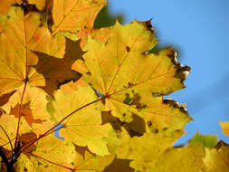 Image of Norway Maple