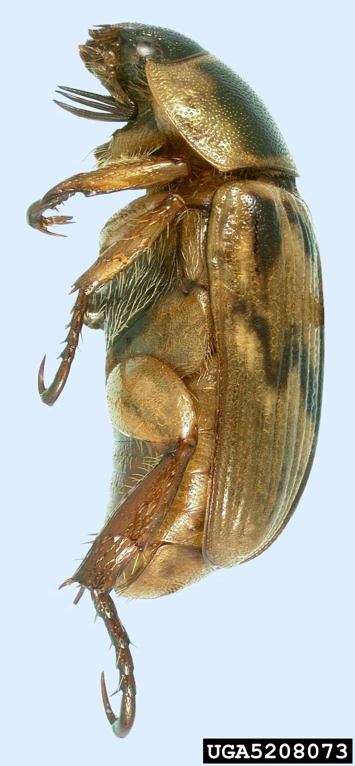 Image of Anomala orientalis