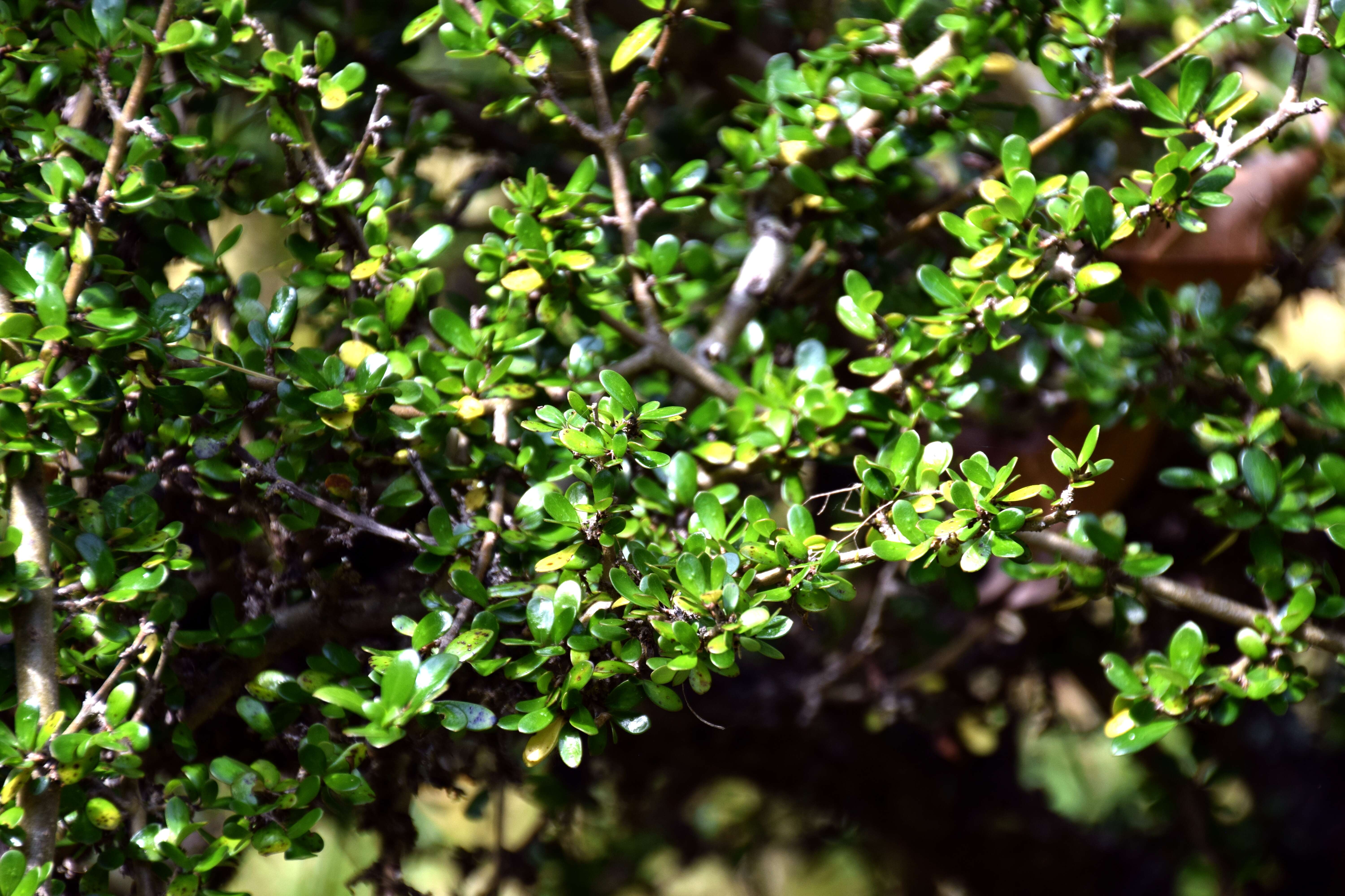 Imagem de Coprosma propinqua A. Cunn.