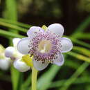 Image of Hydrangea caerulea (Stapf) Y. De Smet & Granados