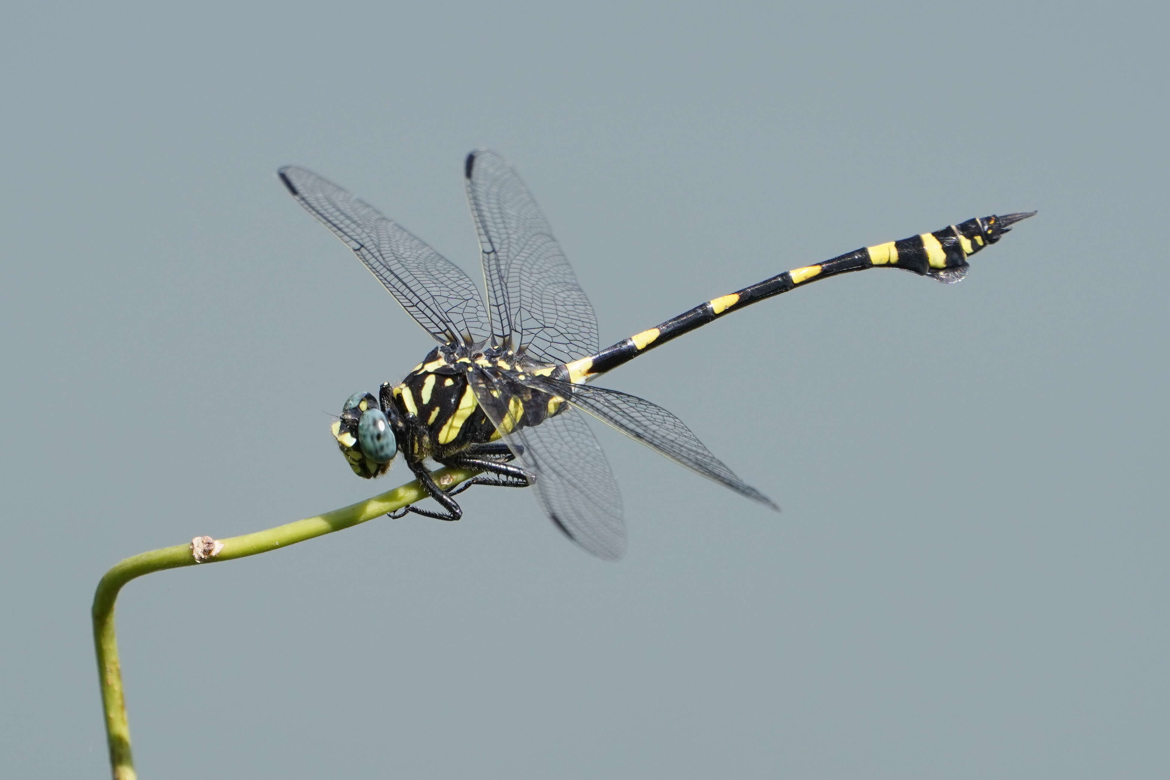 صورة Ictinogomphus rapax (Rambur 1842)