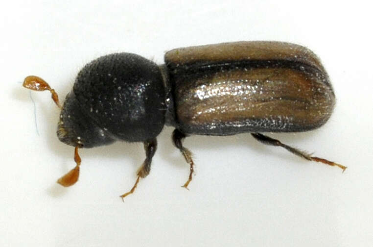 Image of European hardwood ambrosia beetle