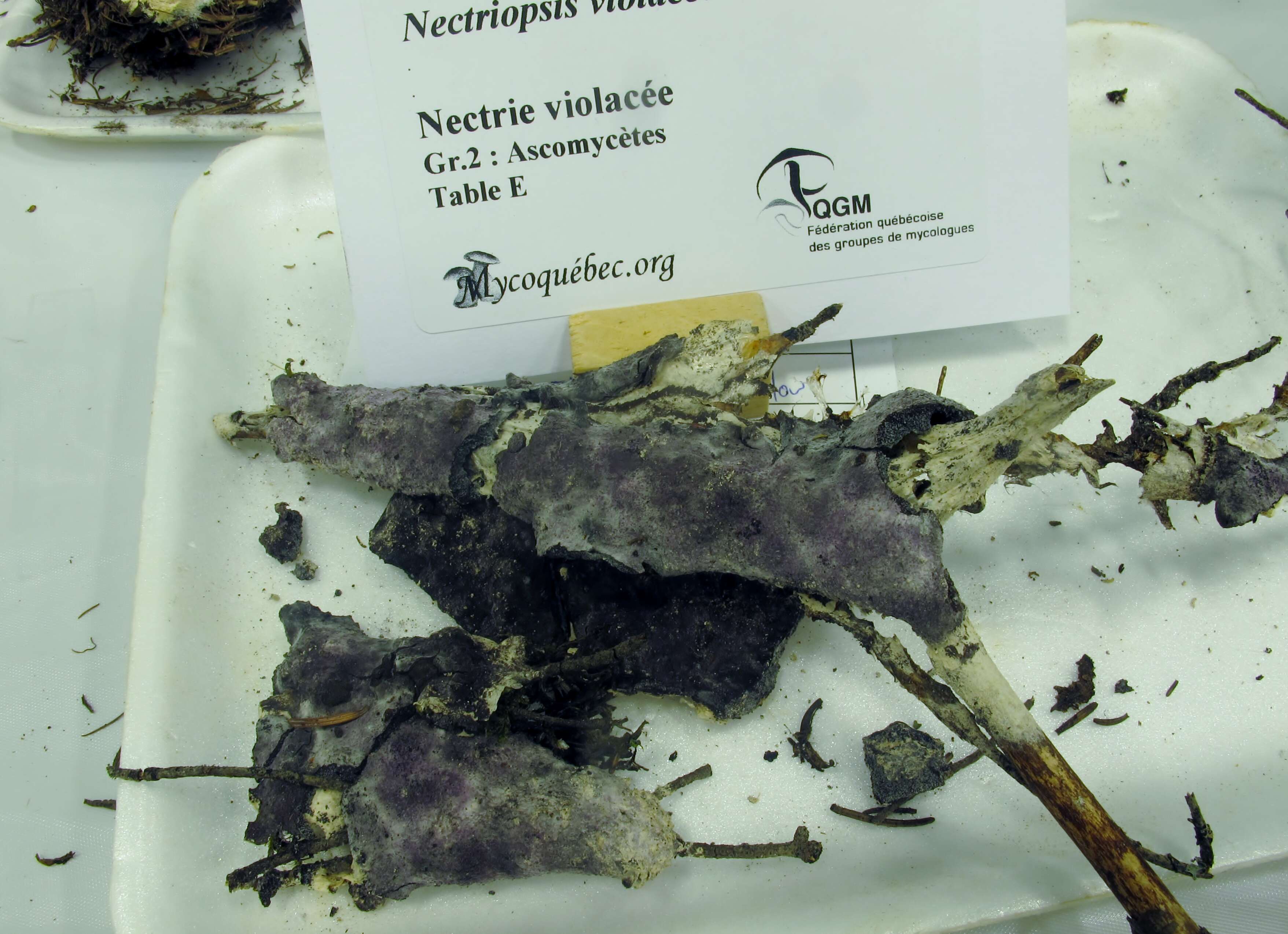 Image of Nectriopsis