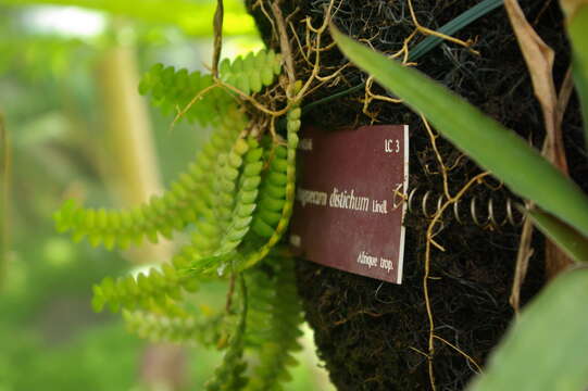 Image of Angraecum distichum Lindl.