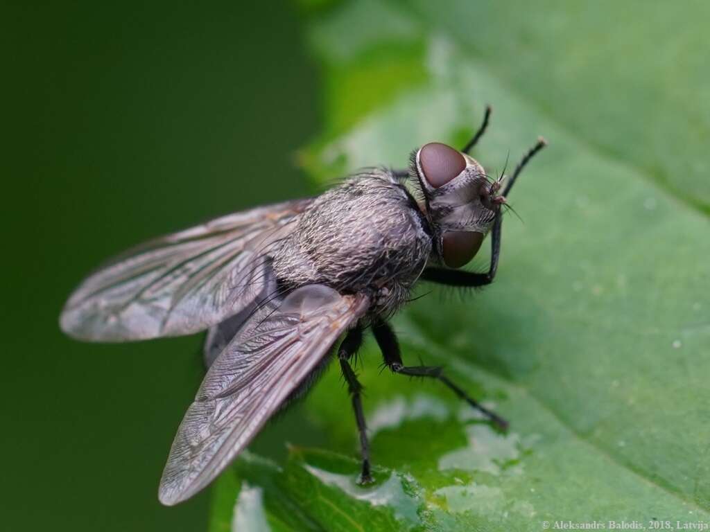 Image of Pollenia amentaria