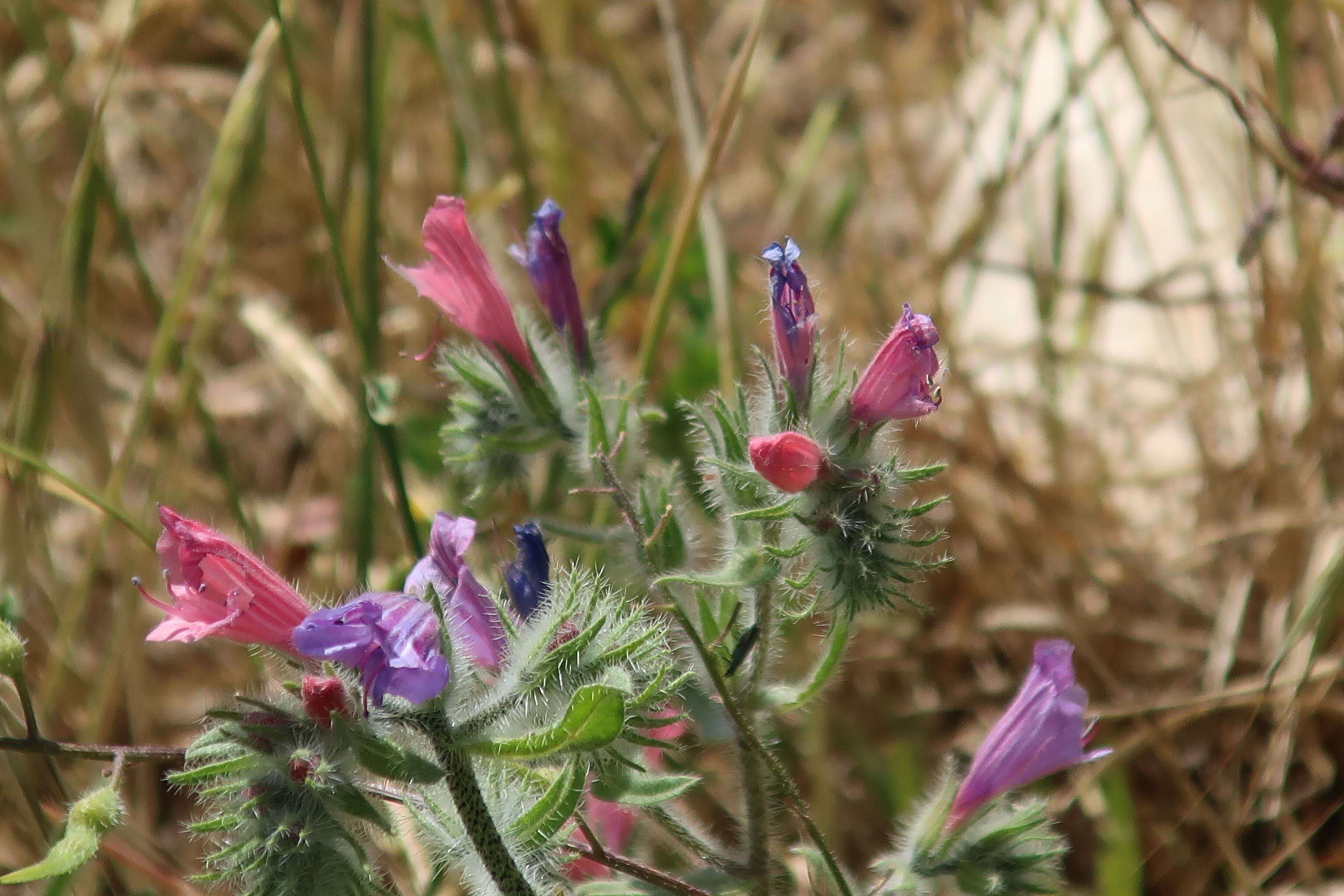 Image of Echium judaeum Lacaita