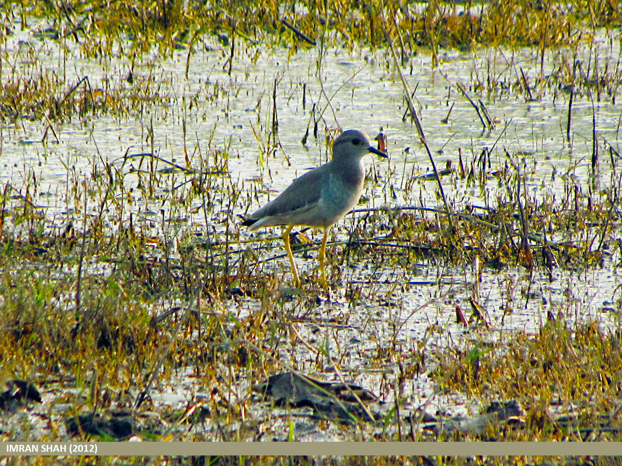 Image of White-tailed Lapwing