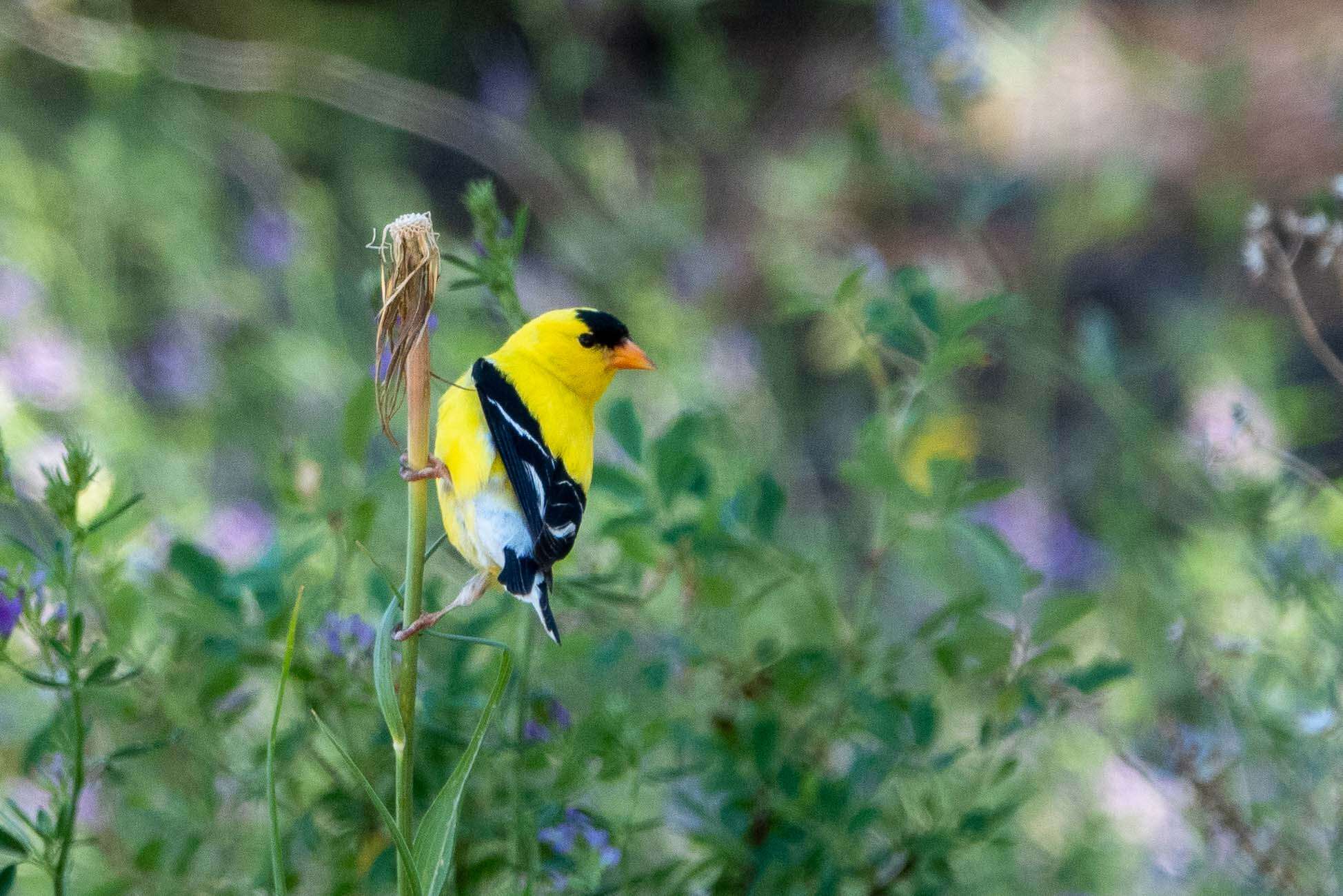 Imagem de Spinus tristis (Linnaeus 1758)