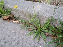 Image of fall dandelion