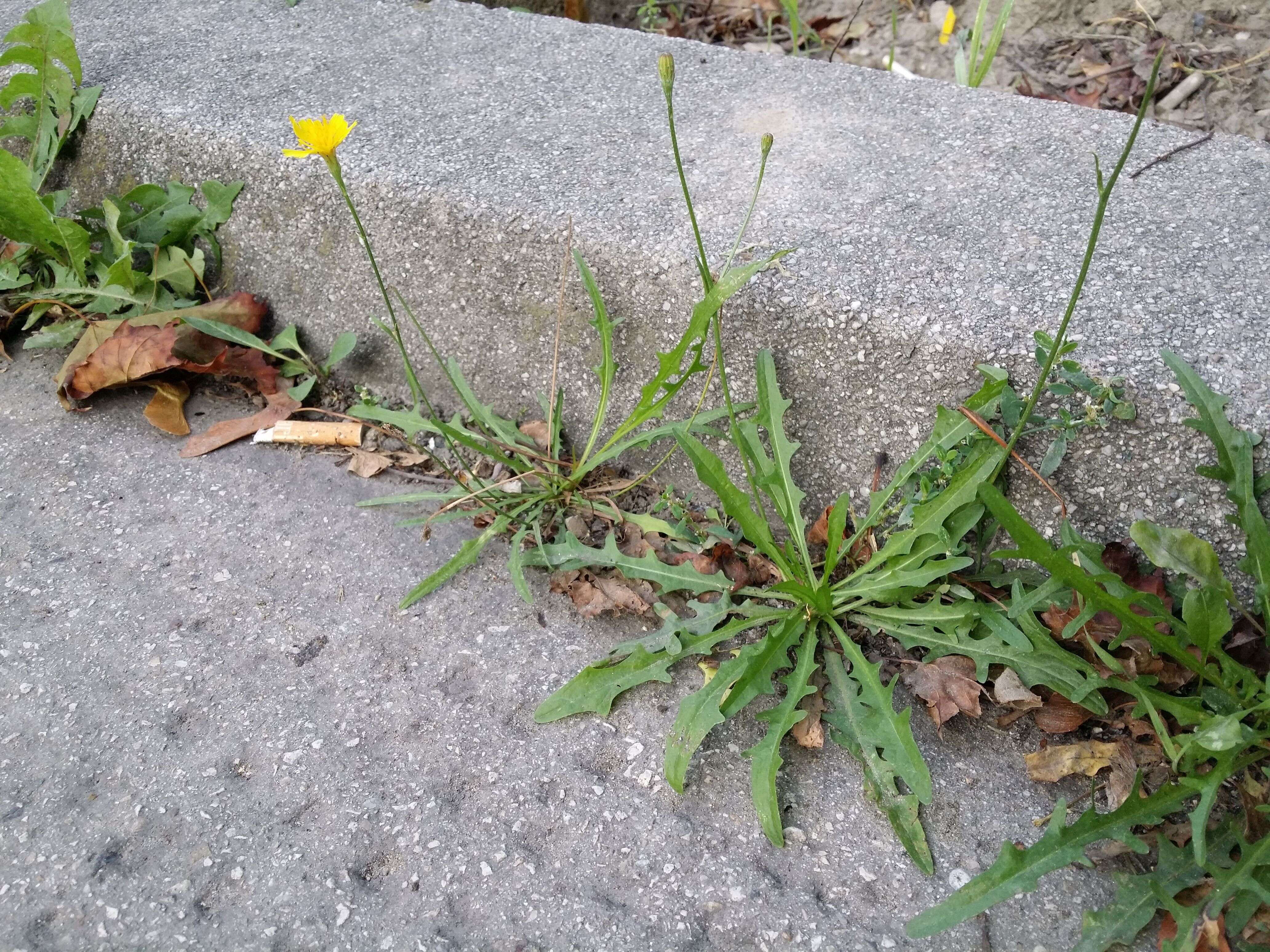 Image of fall dandelion