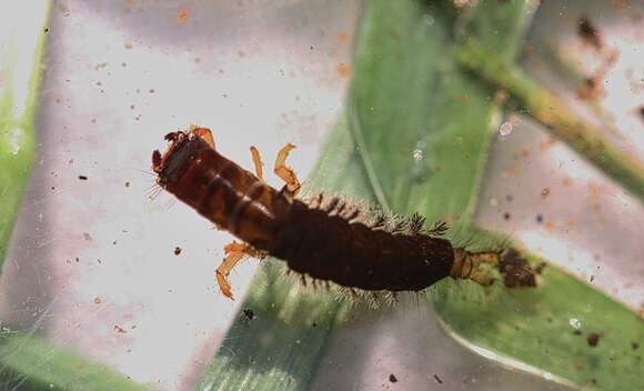 Arctopsyche grandis (Banks 1900) resmi