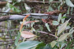 Image of Philippine tarsier