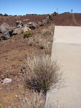 Image of Virginia pepperweed