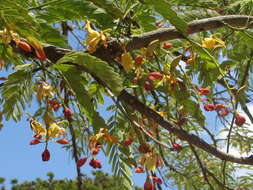 Image of tamarind