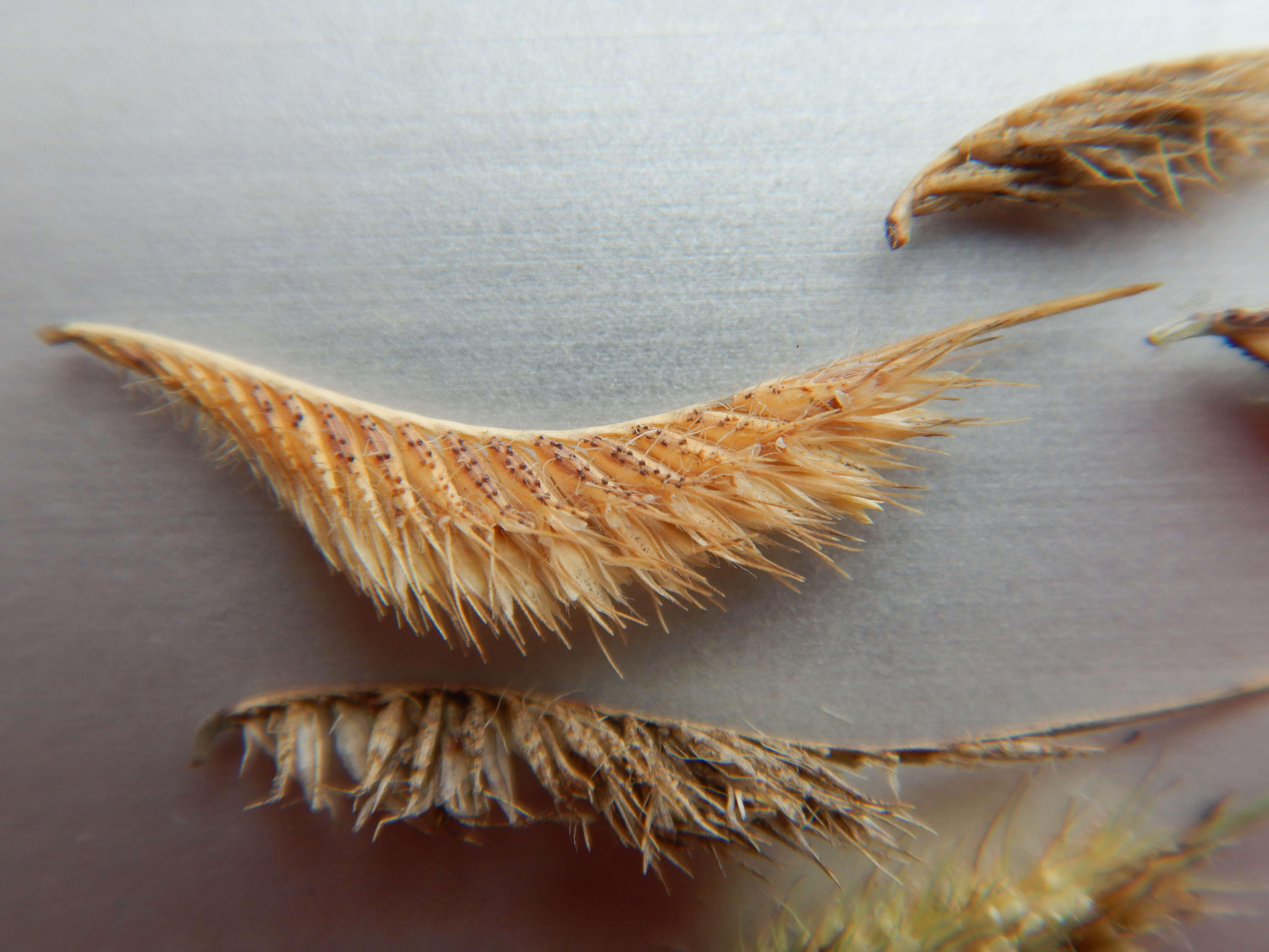 Image of hairy grama