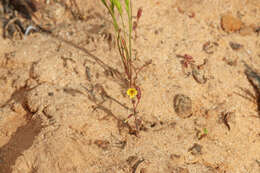 Image of Little Red-Stem Monkey-Flower