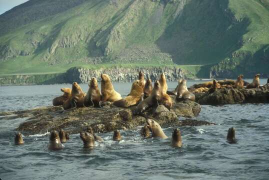 Image of northerns sea lions