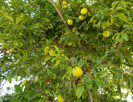 Image of European plum