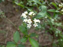 Image de Viburnum obovatum Walt.