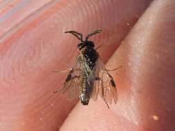 Image of argid sawflies