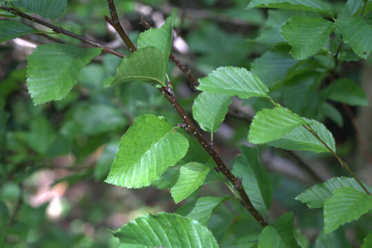 Imagem de Betula medwediewii Regel