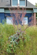 Image of Wild Mustard