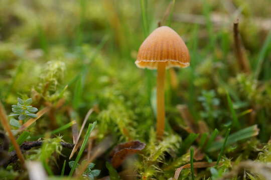 Imagem de Galerina graminea (Velen.) Kühner 1935