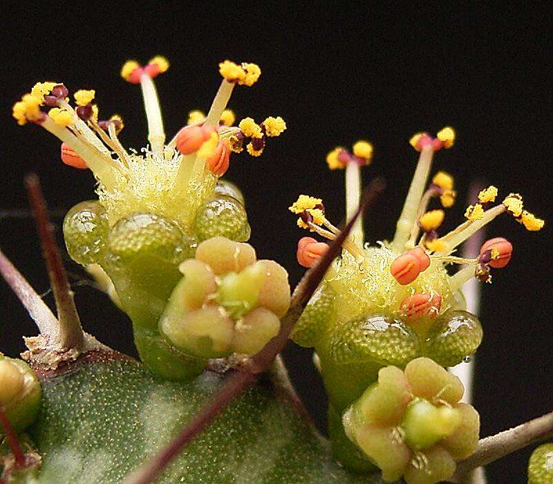 Imagem de Euphorbia grandidens Haw.