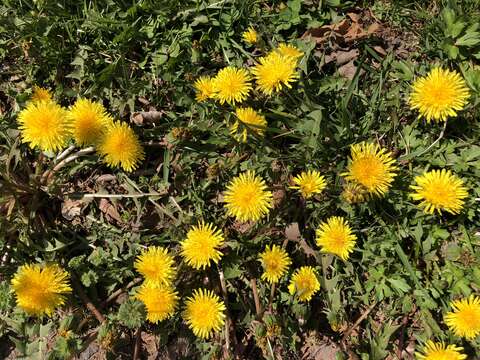 Image of Common Dandelion