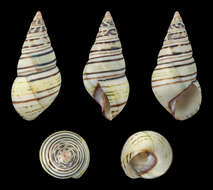 Image of <i>Liguus fasciatus</i>