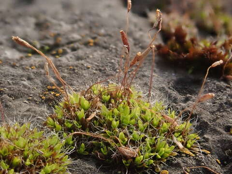 Image of tortula moss