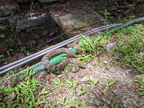 Image of King ratsnake