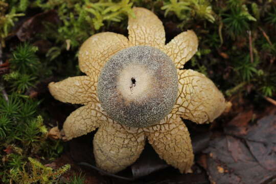 Image of False Earthstar