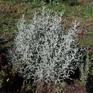 Image of lavender cotton