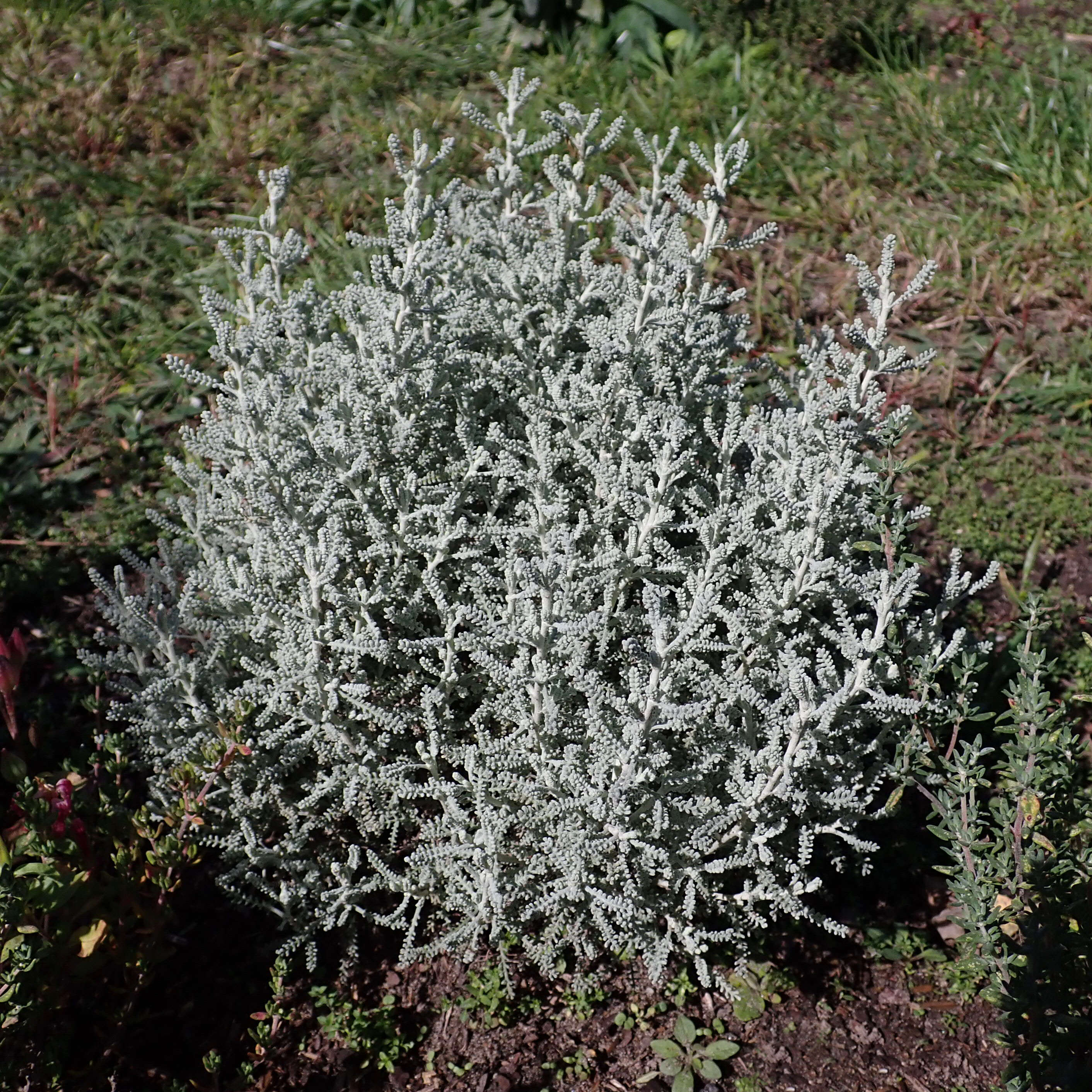 Image of lavender cotton