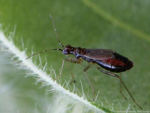 Image of Dicyphus stachydis J. Sahlberg 1878