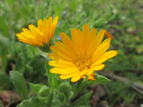 Image of field marigold