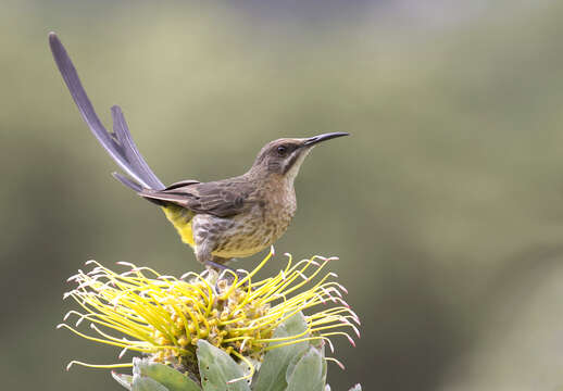 Image of Sugarbird