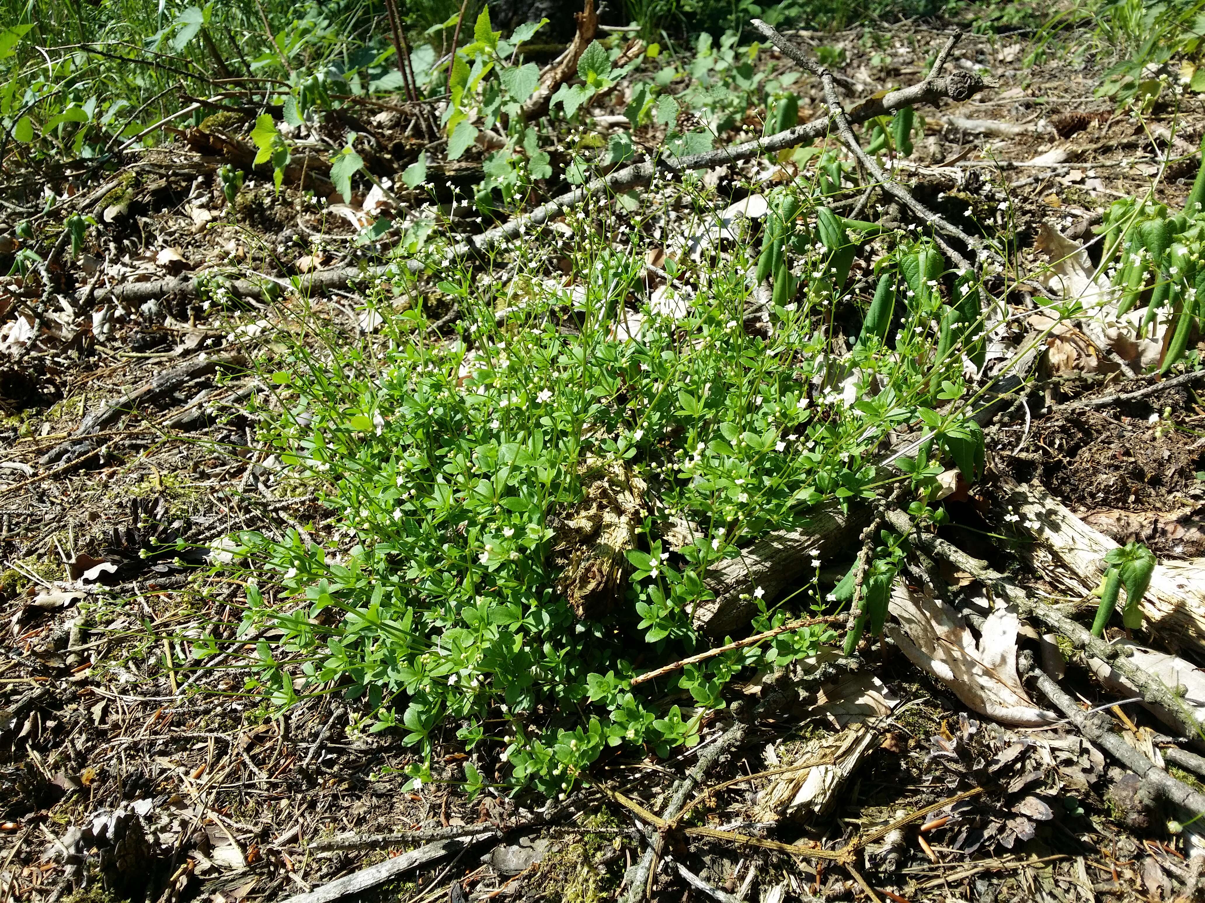 Image of Round-leaved Bedstraw