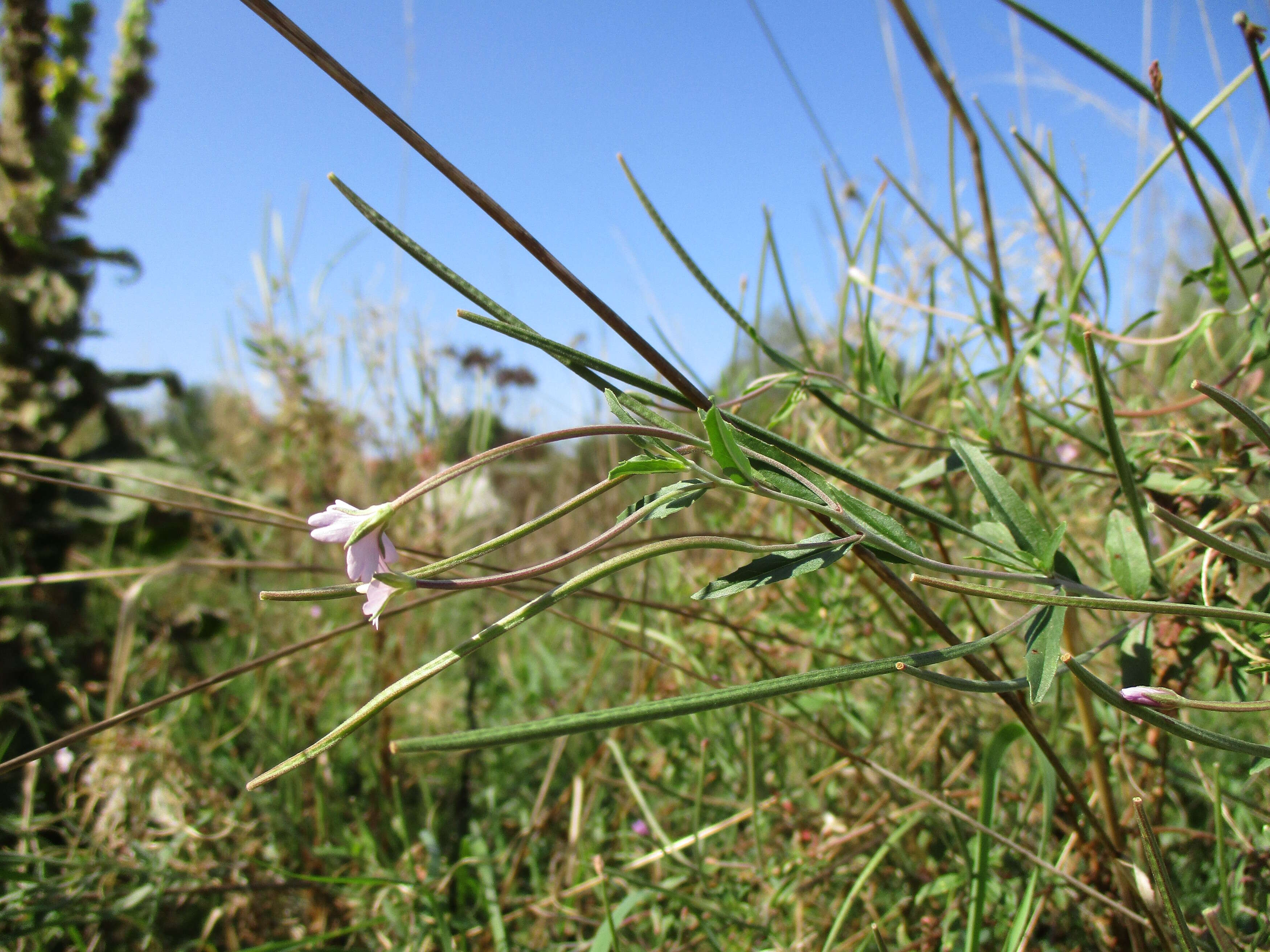 Image of american willowherb