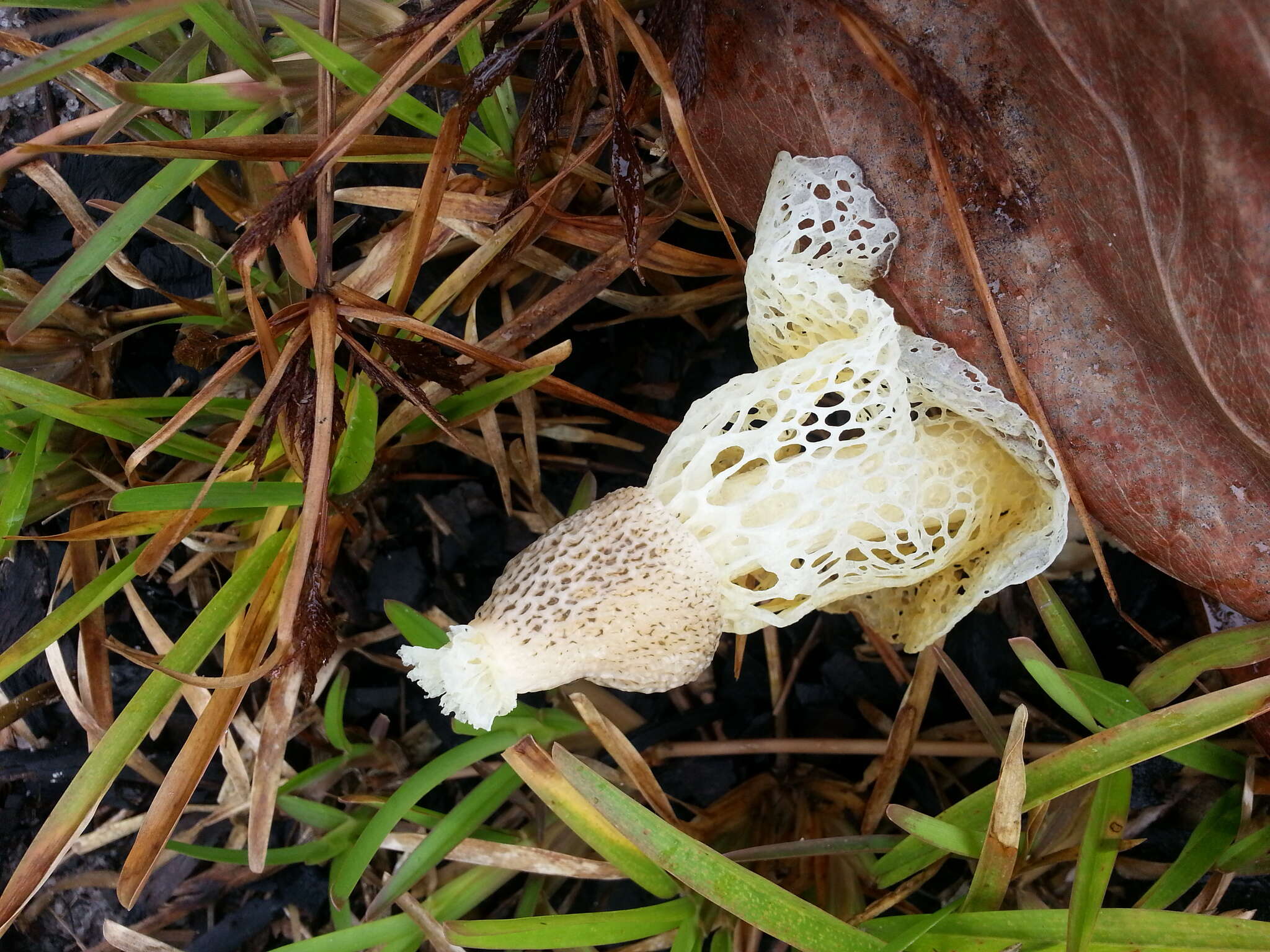 Image de Phallus indusiatus Vent. 1798