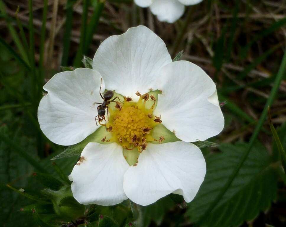 Image of woodland strawberry