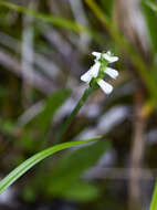 Image of Shining Ladies'-Tresses