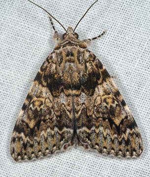 Image of Light crimson underwing moth